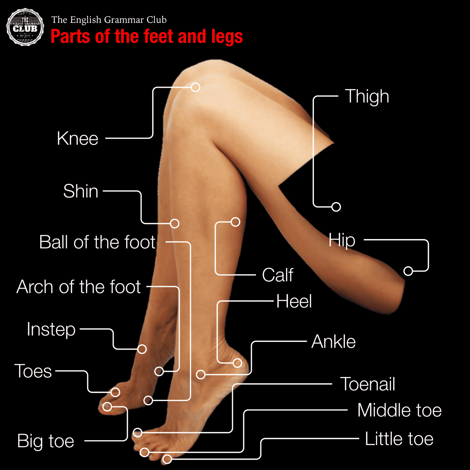 Leg Parts