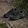 Adidas Women's Terrex Anylander Hiking Shoe